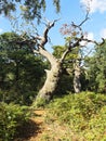 Ancient, gnarled and twisted oak tree deep in Sherwood Forest
