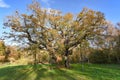 Sherwood Forest, UK - Major Oak, an extremely large and historic oak tree in Sherwood Forest, Nottinghamshire, Royalty Free Stock Photo