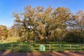 Sherwood Forest, UK - Major Oak, an extremely large and historic oak tree in Sherwood Forest, Nottinghamshire, Royalty Free Stock Photo