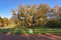 Sherwood Forest, UK - Major Oak, an extremely large and historic oak tree in Sherwood Forest, Nottinghamshire, Royalty Free Stock Photo