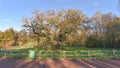 Sherwood Forest, UK - Major Oak, an extremely large and historic oak tree in Sherwood Forest, Nottinghamshire, Royalty Free Stock Photo