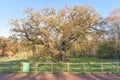 Sherwood Forest, UK - Major Oak, an extremely large and historic oak tree in Sherwood Forest, Nottinghamshire, Royalty Free Stock Photo