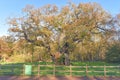 Sherwood Forest, UK - Major Oak, an extremely large and historic oak tree in Sherwood Forest, Nottinghamshire, Royalty Free Stock Photo