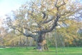 Sherwood Forest, UK - Major Oak, an extremely large and historic oak tree in Sherwood Forest, Nottinghamshire,