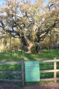 Sherwood Forest, UK - Major Oak, an extremely large and historic oak tree in Sherwood Forest, Nottinghamshire, Royalty Free Stock Photo