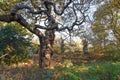 Sherwood Forest, UK - Major Oak, an extremely large and historic oak tree in Sherwood Forest, Nottinghamshire,