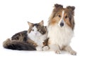 Shetland dog ans maine coon cat