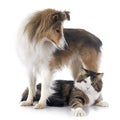 Shetland dog ans maine coon cat Royalty Free Stock Photo