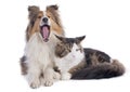 Shetland dog ans maine coon cat Royalty Free Stock Photo