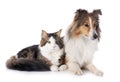 shetland dog ans maine coon cat Royalty Free Stock Photo