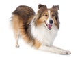 Shetland dog