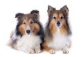 Shetland dogs