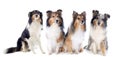 Shetland dogs