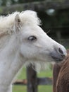 Shetland Foal