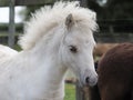 Shetland Foal