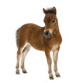 Shetland foal - 1 month old