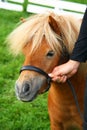 Shetland mini pony Royalty Free Stock Photo