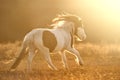 Shetland poni run at sunset Royalty Free Stock Photo