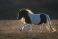 Shetland poni run at sunset Royalty Free Stock Photo