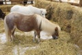 Picture Shetland ponies have small heads. The eyes are wide apart. The ears are small. The body is stocky. Royalty Free Stock Photo