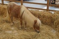 Picture Shetland ponies have small heads. The eyes are wide apart. The ears are small. The body is stocky. Royalty Free Stock Photo