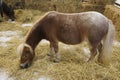 Picture Shetland ponies have small heads. The eyes are wide apart. The ears are small. The body is stocky. Royalty Free Stock Photo