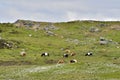 Shetland ponies