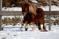 Shetland pony Royalty Free Stock Photo