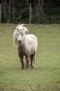 Shetland pony