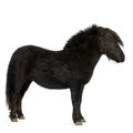 Shetland pony (2 years) Royalty Free Stock Photo