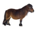 Shetland pony Royalty Free Stock Photo