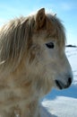 Shetland Pony