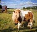 Shetland pony approaching in a paddock