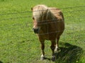 Shetland pony behind wire fence on a green land Royalty Free Stock Photo