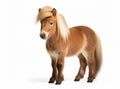 A Shetland pony with a blonde mane and tail standing in profile on a white background.