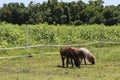 Shetland Pony and Donkey Royalty Free Stock Photo