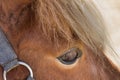 Shetland pony eye closeup Royalty Free Stock Photo