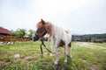 Shetland pony at farmland grazing on pasture