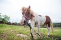 Shetland pony at farmland grazing on pasture