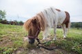 Shetland pony at farmland grazing on pasture