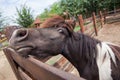 Shetland pony at farmland