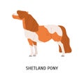 Shetland pony flat vector illustration. Small equine, pedigree hoss, thiller, undersized horse. Equestrian sport, animal