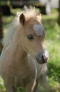 Shetland pony foal Royalty Free Stock Photo