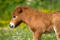 Shetland pony foal Royalty Free Stock Photo