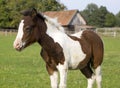 Shetland pony foal Royalty Free Stock Photo