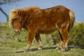 Shetland Pony Foal Royalty Free Stock Photo