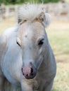Shetland Pony Foal Royalty Free Stock Photo