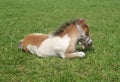 Shetland pony foal sleeping Royalty Free Stock Photo