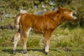 Shetland Pony Foal Royalty Free Stock Photo
