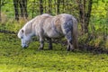 A Shetland pony grazing in a field next to Thornton Reservoir, UK Royalty Free Stock Photo